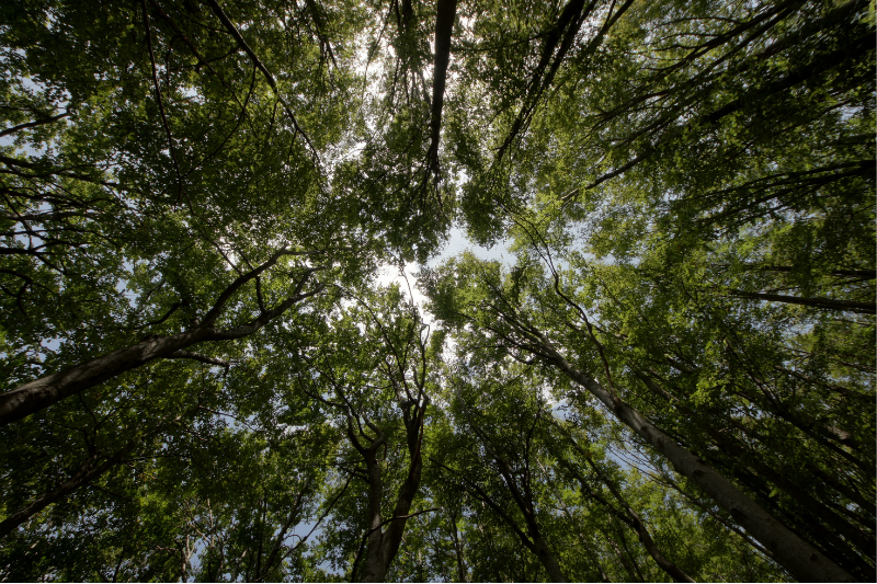immagine per digitale e sostenibilità, alberi